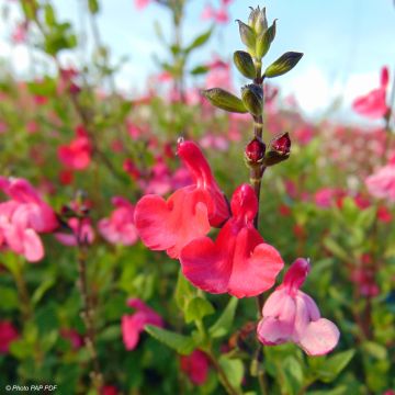 Sauge arbustive - Salvia microphylla grahamii