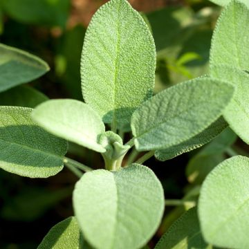 Sauge officinale Bio - Ferme de Sainte Marthe