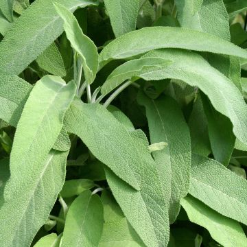 Sauge officinale Elephant Ear - Salvia officinalis