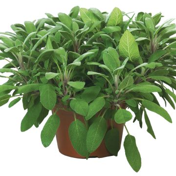 Sauge officinale Grower's Friend en plants