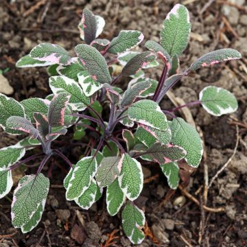 Sauge officinale Tricolor - Salvia officinalis