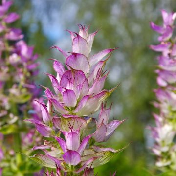 Sauge sclarée - Salvia sclarea Vatican White