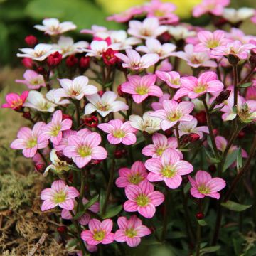 Saxifrage fausse mousse — Wikipédia