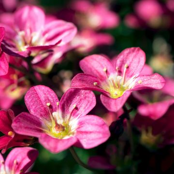 Saxifrage arendsii Peter Pan - Gazon Turc