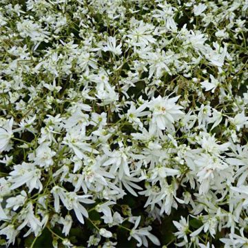 Saxifraga cortusifolia Shiranami - Saxifrage