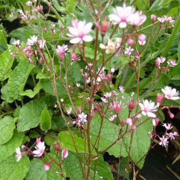 Saxifraga umbrosa Clarence Elliott - Désespoir du peintre.