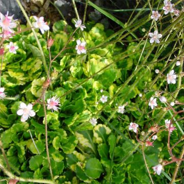 Saxifraga umbrosa Variegata 