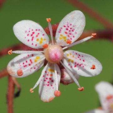 Saxifraga x urbium - Désespoir du peintre