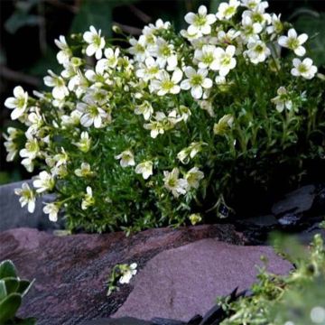 Saxifrage arendsii Pixie White - Gazon Turc