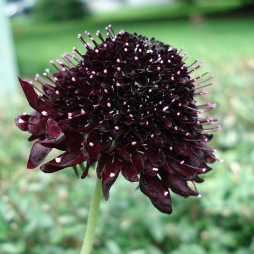 Scabieuse - Scabiosa Chile Black