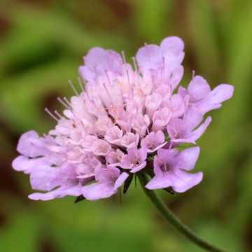 Scabiosa columbaria Pincushion Pink - Scabieuse colombaire 