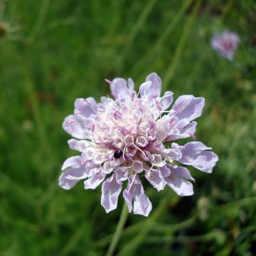 Scabiosa canescens ou suaveolens - Scabieuse odorante