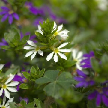 Scaevola Surdiva Blanc - Fleur éventail de fée