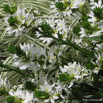 Scaevola Surdiva Blanc - Fleur éventail de fée