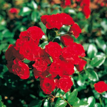 Rosier tige pleureur Scarlet Meillandecor Meikrotal 