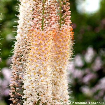 Eremurus Romance - Lis des steppes