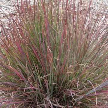 Schizachyrium Colorado - Herbe à balais