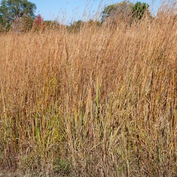 Schizachyrium scoparium Wild West - Andropogon, Herbe à balais