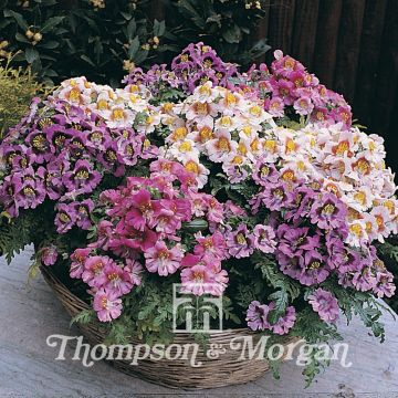 Graines de Schizanthus Dwarf Bouquet Mixed - Orchidée du pauvre en mélange