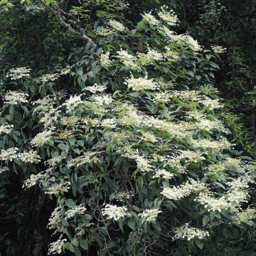 Schizophragma fauriei - Schizophragma de Faurie