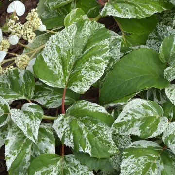 Schizophragma hydrangeoïdes Burst Of Light