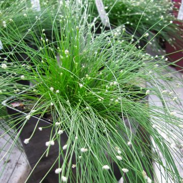 Scirpus cernuus Fiber Optic Grass - Souchet penché