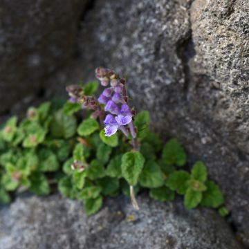 Scutellaria Incana, Scutellaire