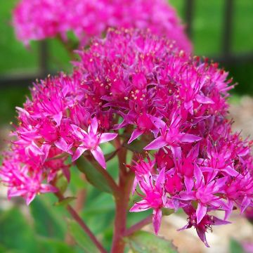 Sedum spectabile Carl - Orpin d'Automne