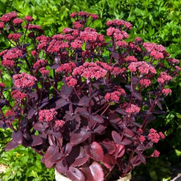 Sedum Chocolate Cherry - Orpin reprise