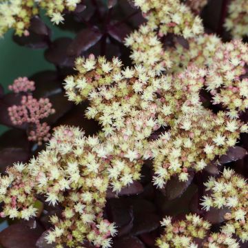 Sedum Eline® - Orpin 