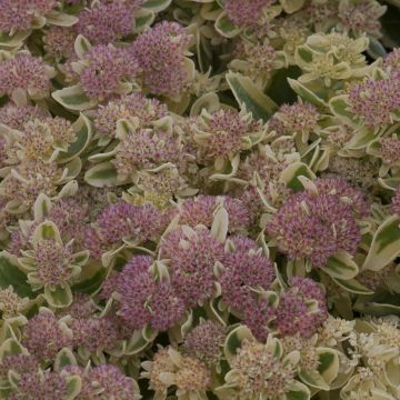 Sedum Frosted Fire - Orpin d'automne.