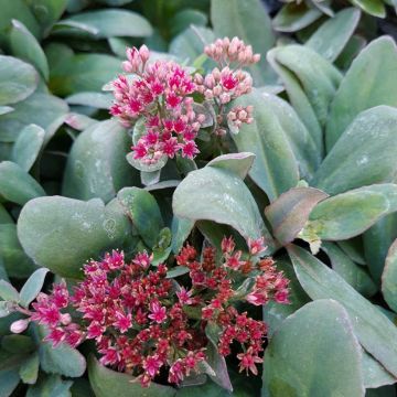 Sedum Red Cauli - Orpin