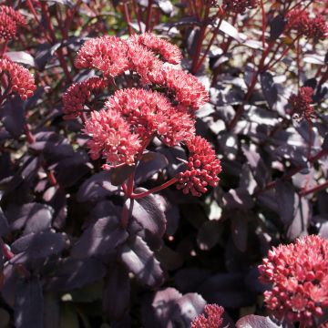 Sedum spectabile Brilliant - Grand Orpin d'automne