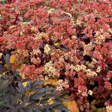 Sedum Chocolate Cherry - Orpin reprise.