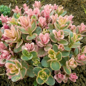 Sedum spurium Variegatum - Orpin panaché