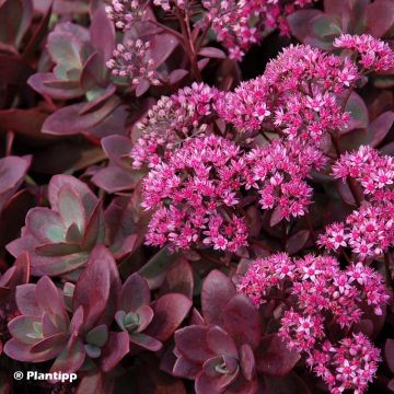 Sedum Sunsparkler Firecracker - Orpin 