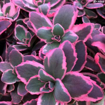 Sedum Sunsparkler Dream Dazzler - Orpin hybride