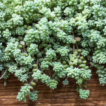 Sedum spathulifolium Purpureum - Orpin