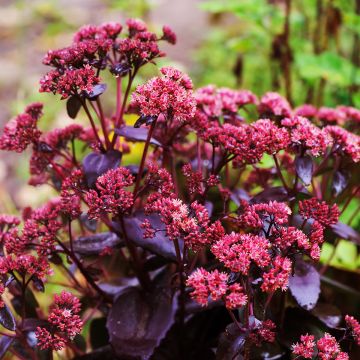 Sedum ou Hylotelephium Touchdown Teak - Orpin d'automne