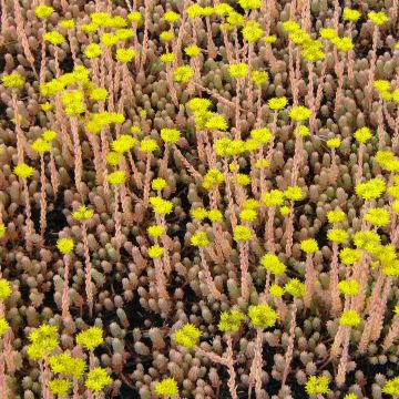 Sedum reflexum Blue Spruce