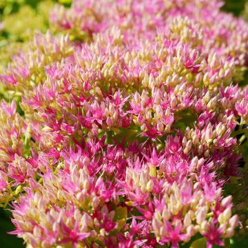 Sedum spectabile Brilliant - Grand Orpin d'automne