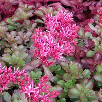 Sedum spurium Fuldaglut - Orpin