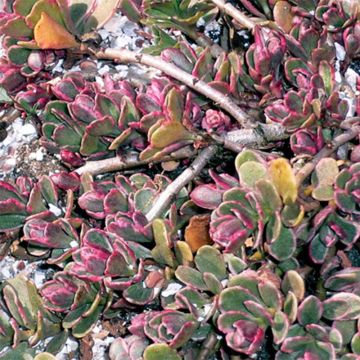 Sedum spurium Variegatum - Orpin panaché