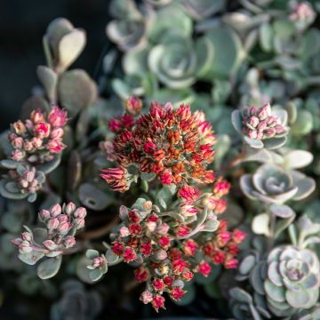 Sedum Sunsparkler Blue Pearl - Orpin