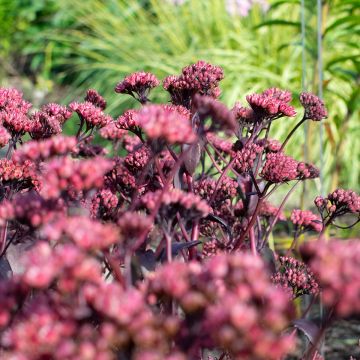 Sedum Mr Goodbud - Orpin d'automne