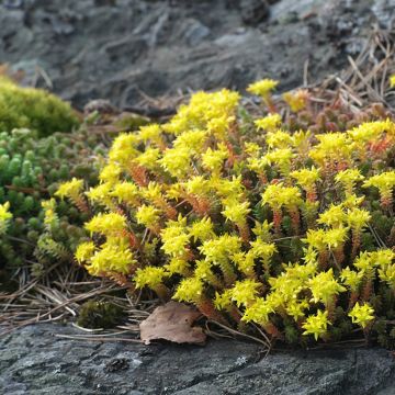Sedum Ussuriense Turkish Delight 