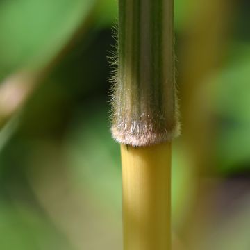 Semiarundinaria yashadake Kimmei - Bambou moyen