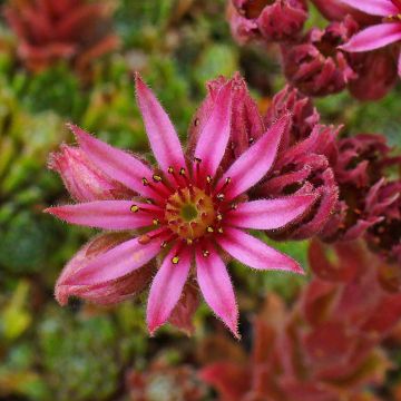 Sempervivum Alpha - Joubarbe rouge