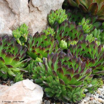 Sempervivum Chick Charms Appletini - Joubarbe