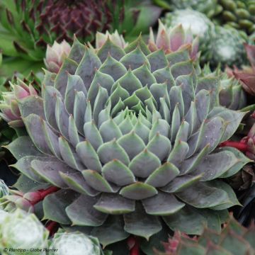 Sempervivum Chick Charms ® Berry Blues - Joubarbe bleue violacée